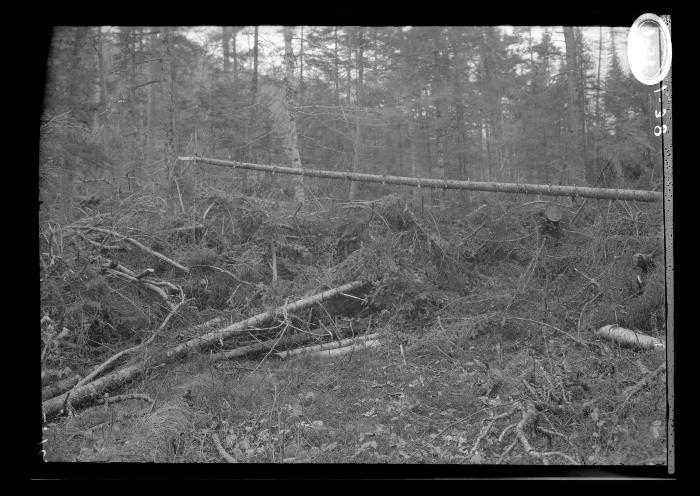 Stack of recently harvested pine trees