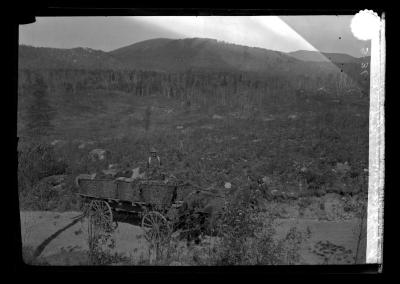 A load of plants arrived at the planting field near L. Placid, N.Y.