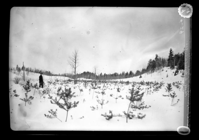 Scotch pine plantation at Paul Smith