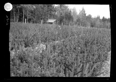 [Private - nursery for hardwood trees owned by B.N. Lobdell]