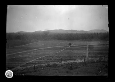 Forest, planting