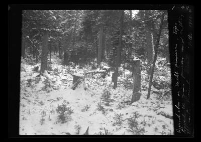 Reproduction on Webb preserve.  Tops topped 12 years previous and cutting too drastic.