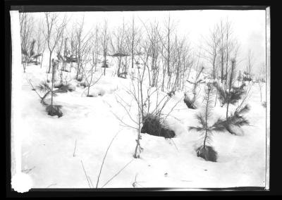 Plantation of White pine at three mile post at Saranac Lake and Clear Lake