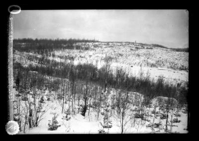 Plantation of White pine at three mile post at Saranac Lake and Clear Lake