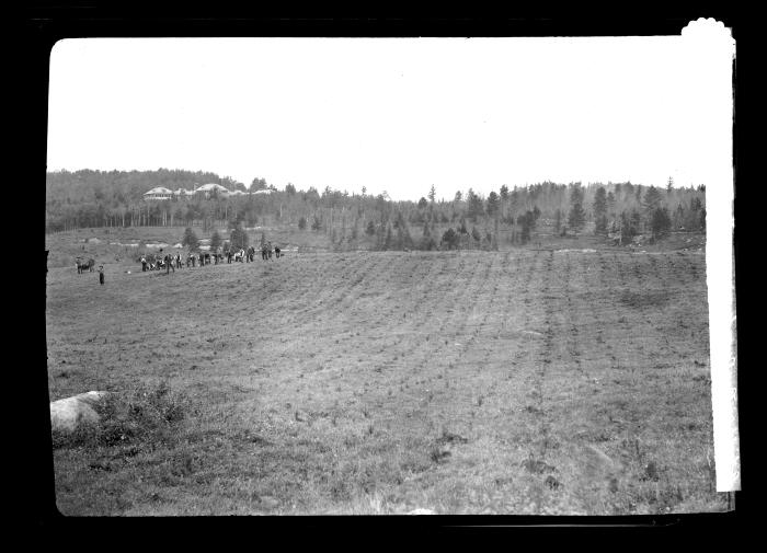 A field at Ray Brook planted with Norway spruce