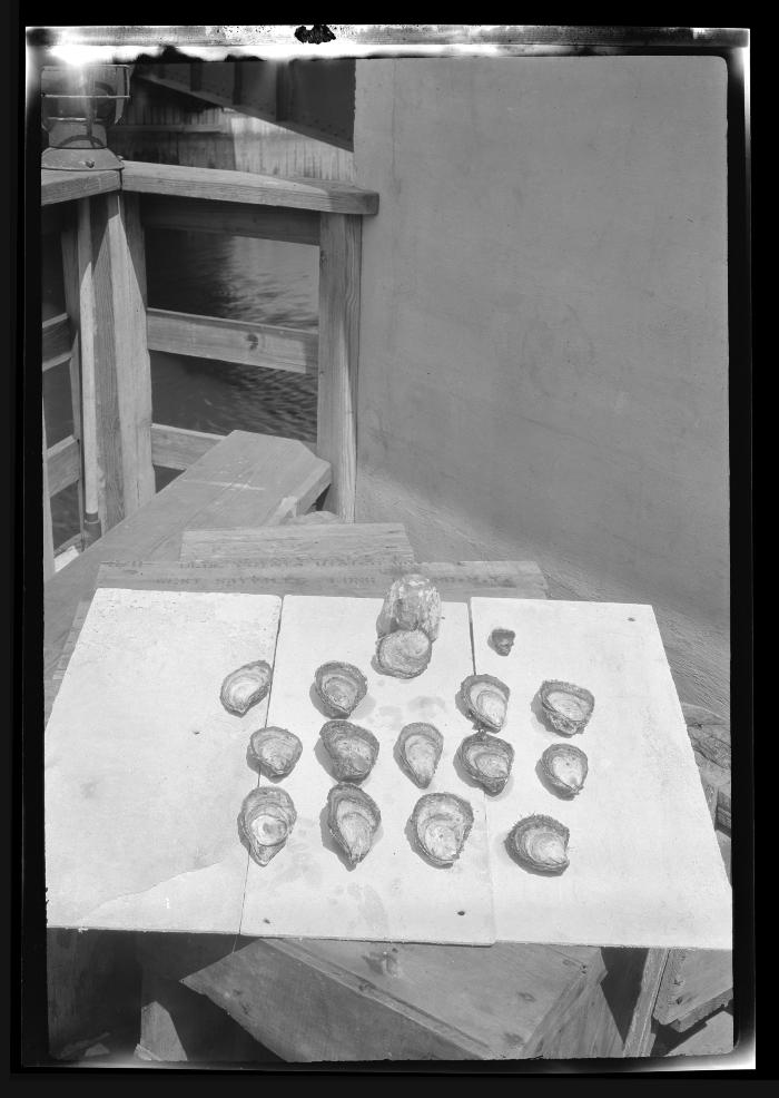 Oysters collected on a cup in Great South Bay in 1921.  Compared with one-year-old oyster shown at right of cup.