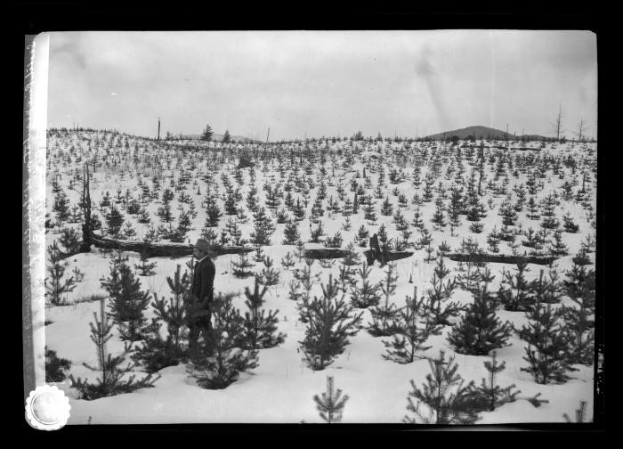 Plantation of Scotch pine at Lake Clear