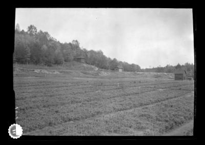 State nursery at Saranac Inn Station