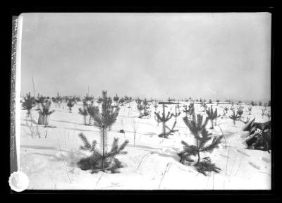 Plantation of Scotch pine at Lake Clear