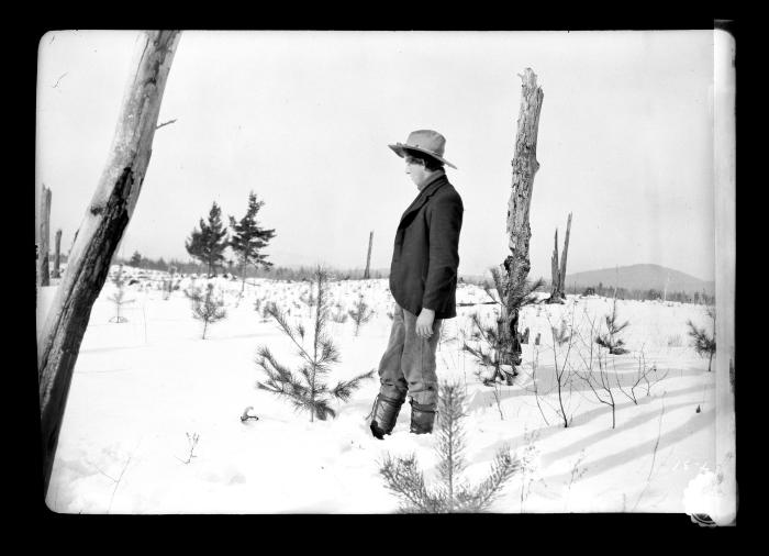 Plantation of Scotch pine at Lake Clear