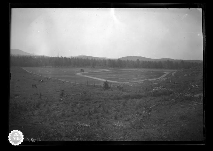 forest, planting