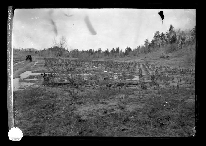 Scotch pine plantation at Paul Smith