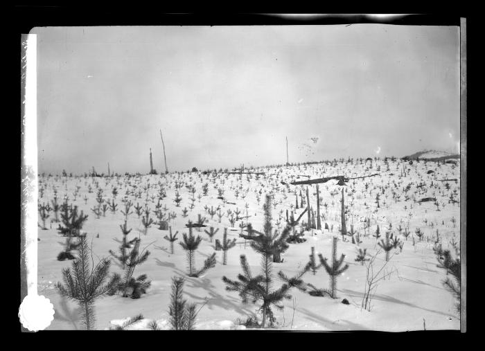 Plantation of Scotch pine at Lake Clear