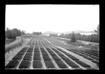 Forest, planting