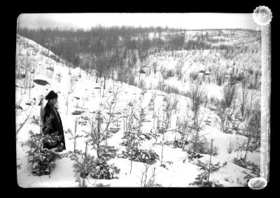 Plantation of White pine at three mile post at Saranac Lake and Clear Lake