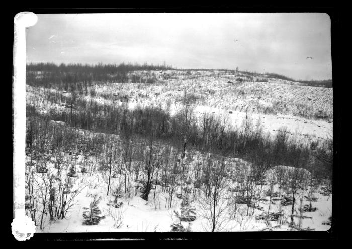 Plantation of White pine at three mile post at Saranac Lake and Clear Lake