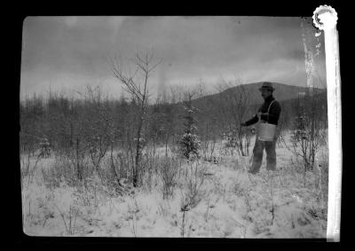 Sowing White pine seed broadcast at Ray Brook