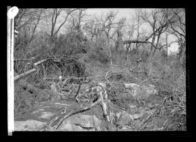 A pile of tops and limbs on Hunter Mountain in Catskills