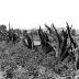 New York. Stump Fence along Potato Field.