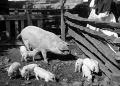 Litter of Pigs, St. Lawrence County, N.Y.