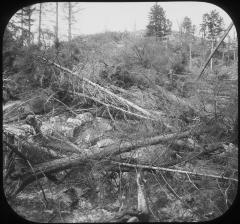 Black Bear Mt. Summit Devastated by Forest Fire