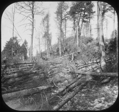 Black Bear Mt. Burned Timber Land