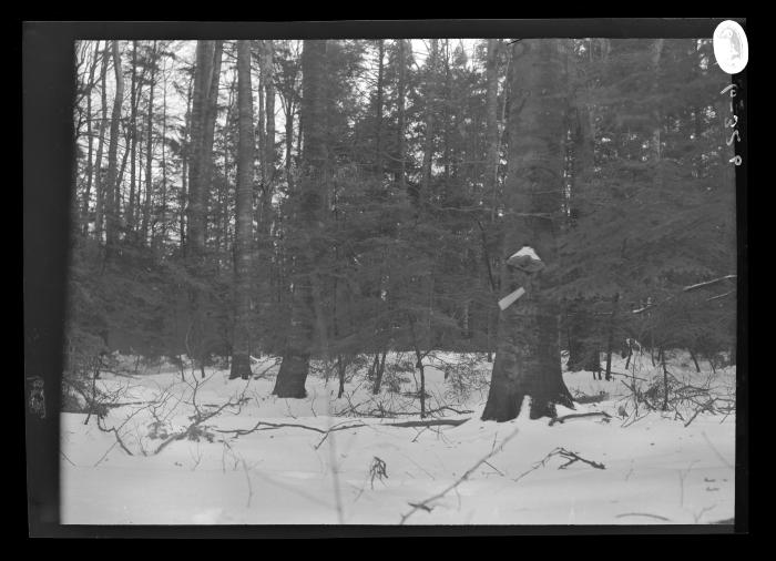 Pine forest in winter