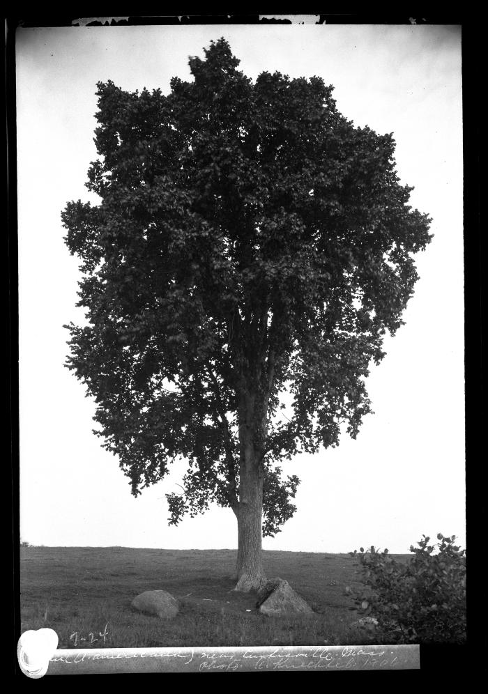 Elm near Curtisville, Mass.