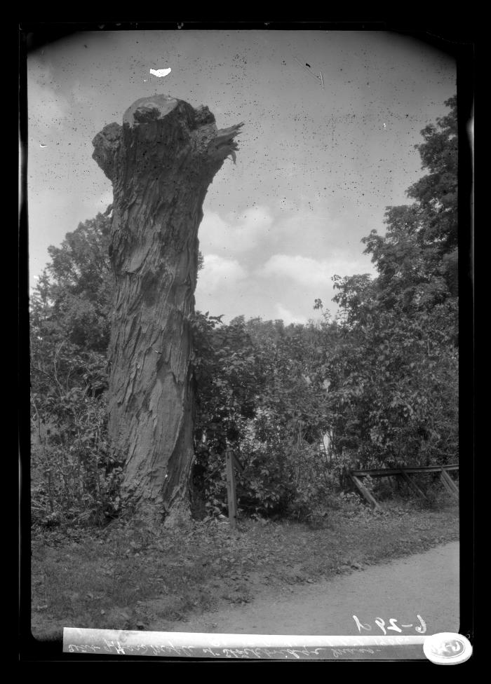 Stub of Hard Maple at Stockbridge, Mass.