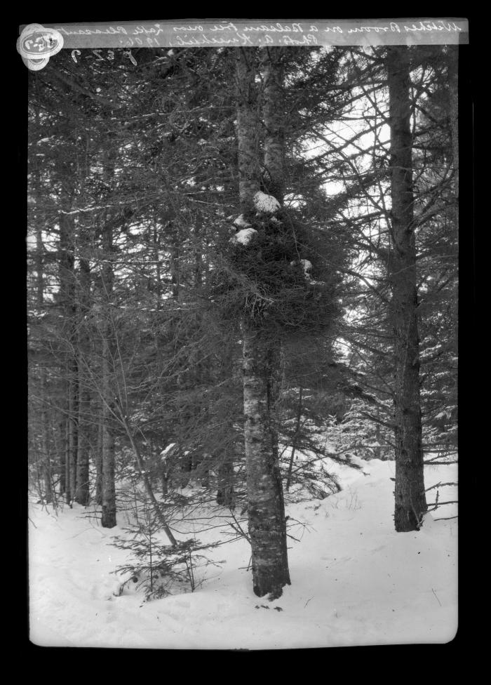 Witches broom n a Balsam tree near Lake Pleasant