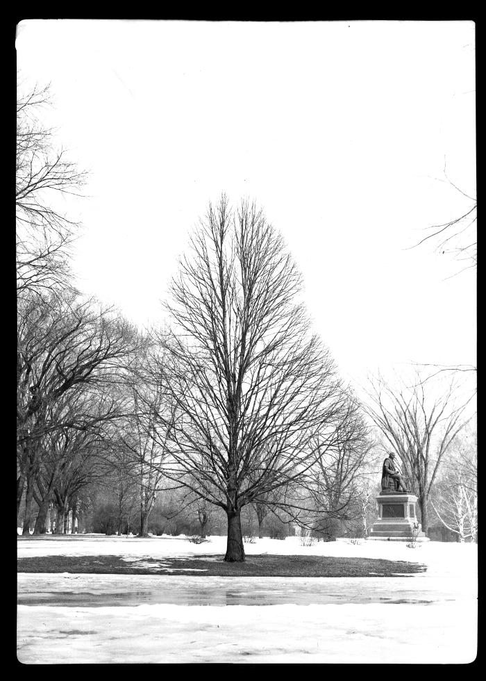 Eur. Linden tree in Washington Park, Albany, N.Y.