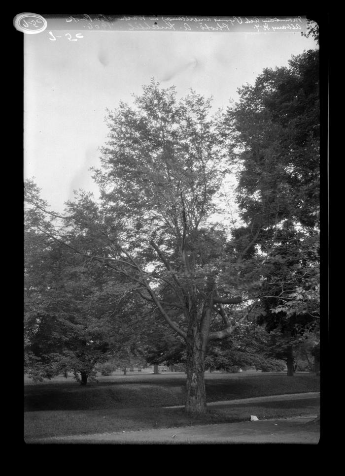 Mountain Ash in Washington Park, Albany, N.Y.