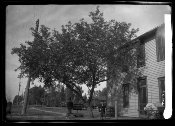 Bosc Elder in Casselton, N. Dakota