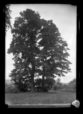 Maples on road from state line Mass. to Quiche Lake, N.Y.