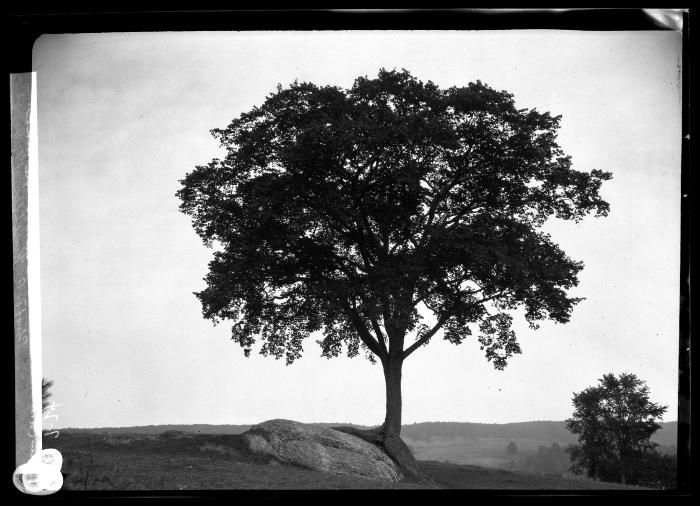 Elm near Curtisville, Mass.