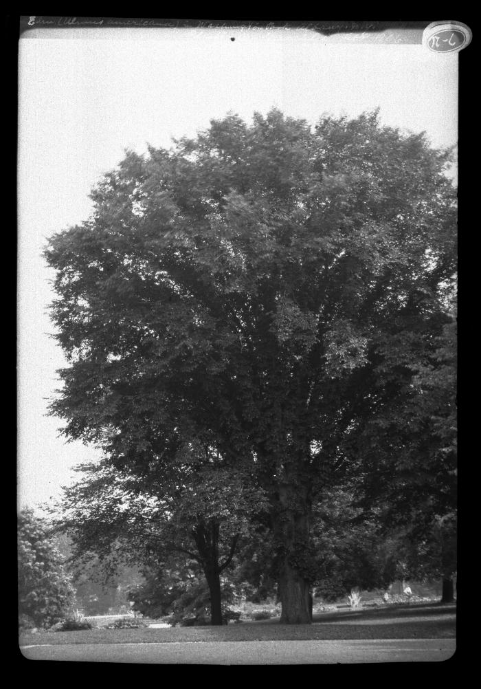 Elm in Washington Park, Albany, N.Y.