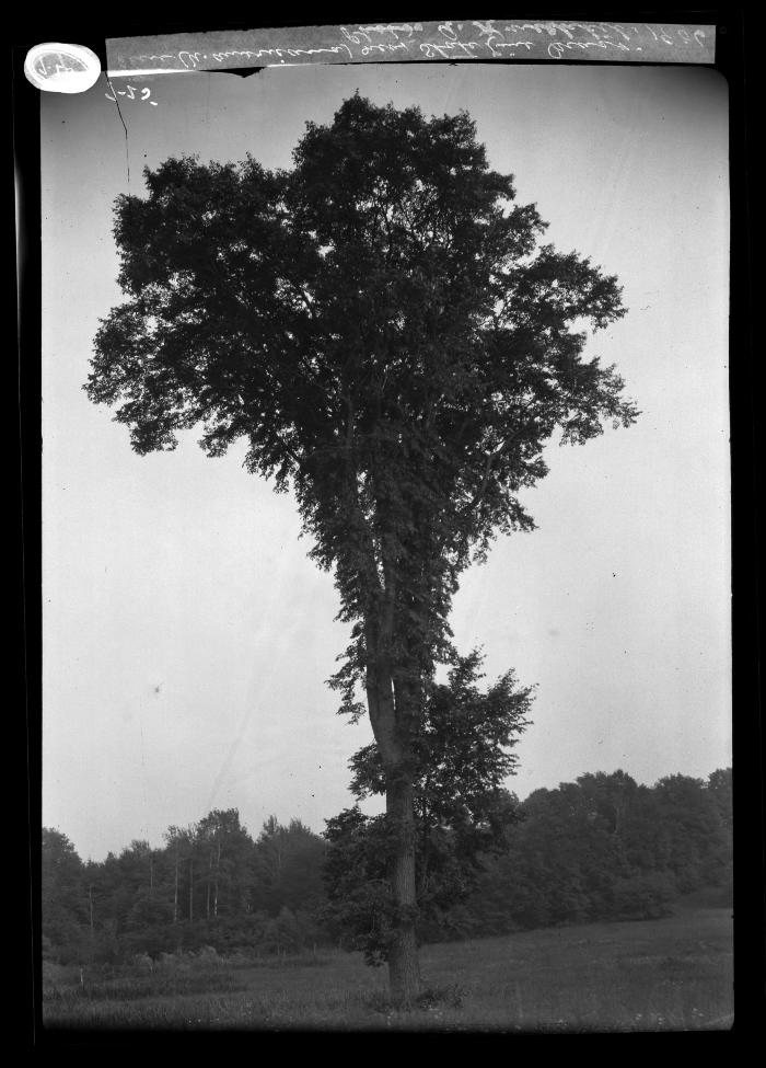 Elm near state line Mass.