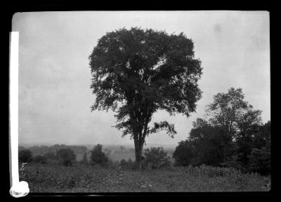 Elm near grounds of Country Club