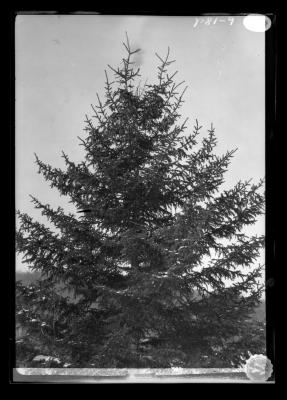 Spruce tree laden with cones