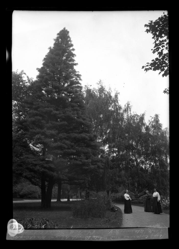 Bald Cypress and White Birch trees in Washington Park, Albany, N.Y.