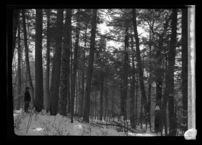 A good Hemlock grove near Lake Pleasant in the Adirondacks