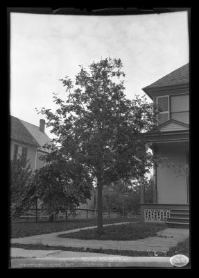 Mountain Ash tree, Albany, N.Y.