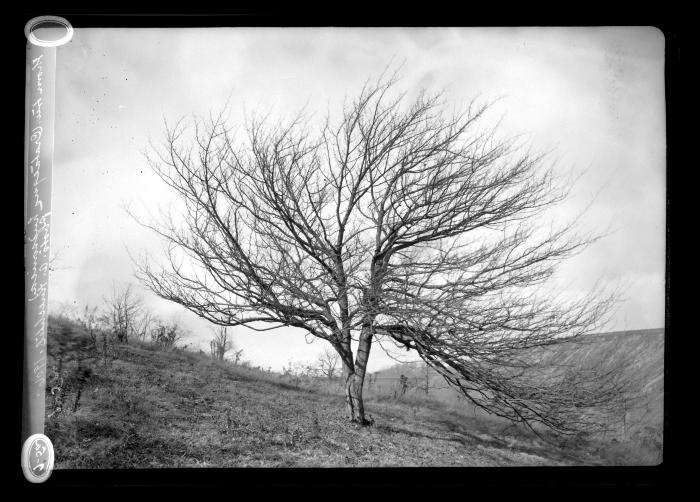 Thorn tree