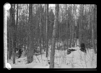 A forest of 50 years growth on site of old house of which only the fireplace still remains