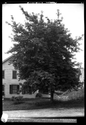 Bosc Elder on way from Stockbridge to Lennox, Mass.