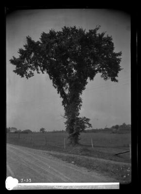 Elm near Mass. state line