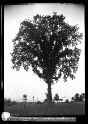 Elm near grounds of Country Club Pittsfield, Mass.