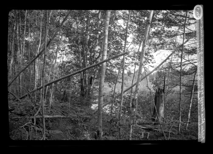 Poplar trees lodged by beaver on shore of Stony Creek in the Adirondacks