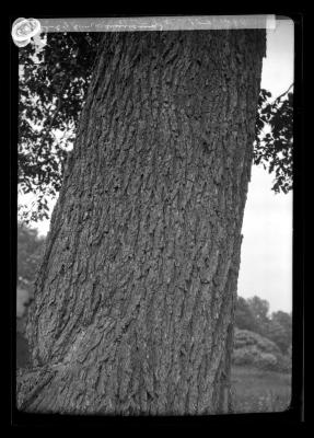 Bark of Elm