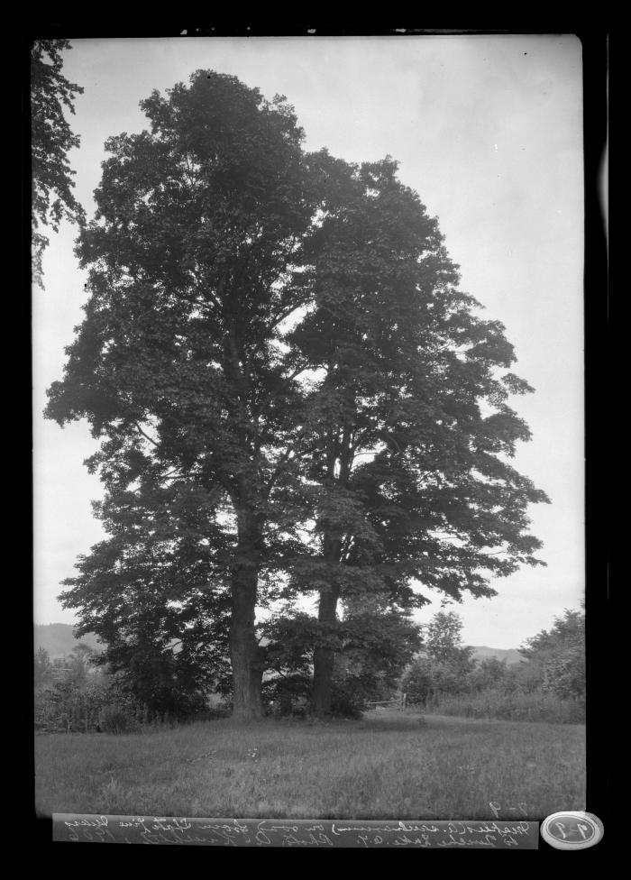 Maple near Curtisville, Mass.